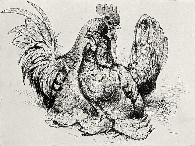 Birma Bantamı