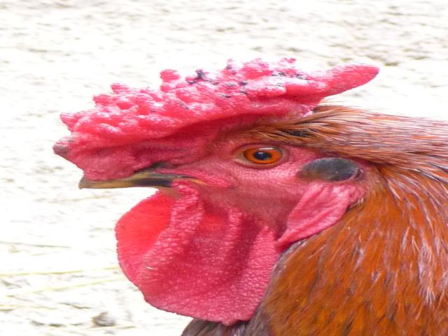Derbişir Qırmızı Toppalı