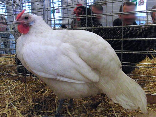 Alzasyen