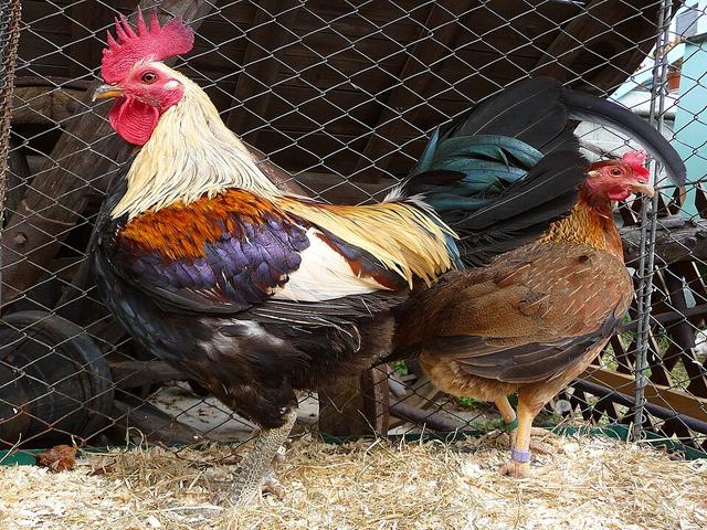 Köhnə İngilis Game bantam