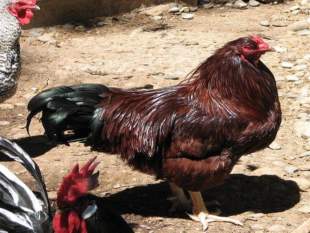 Bukeyi