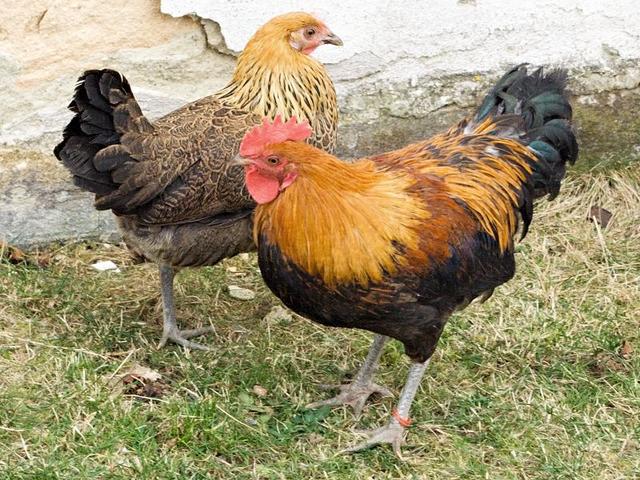 Çex Qızıl Alacalı Toyuq