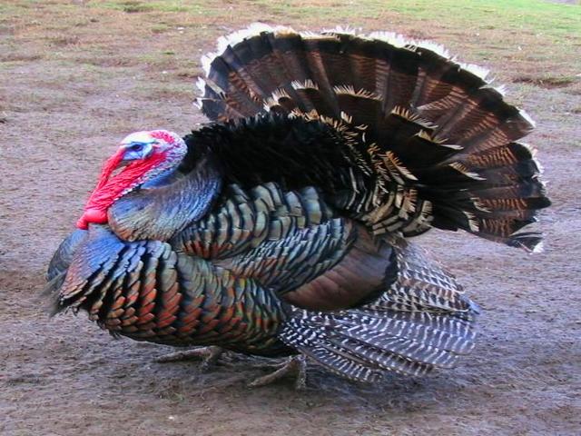 Bürünc