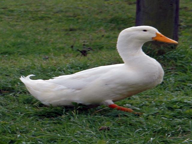 Amerikan Pekin