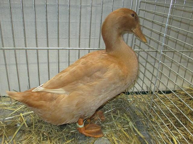 Orpinqton