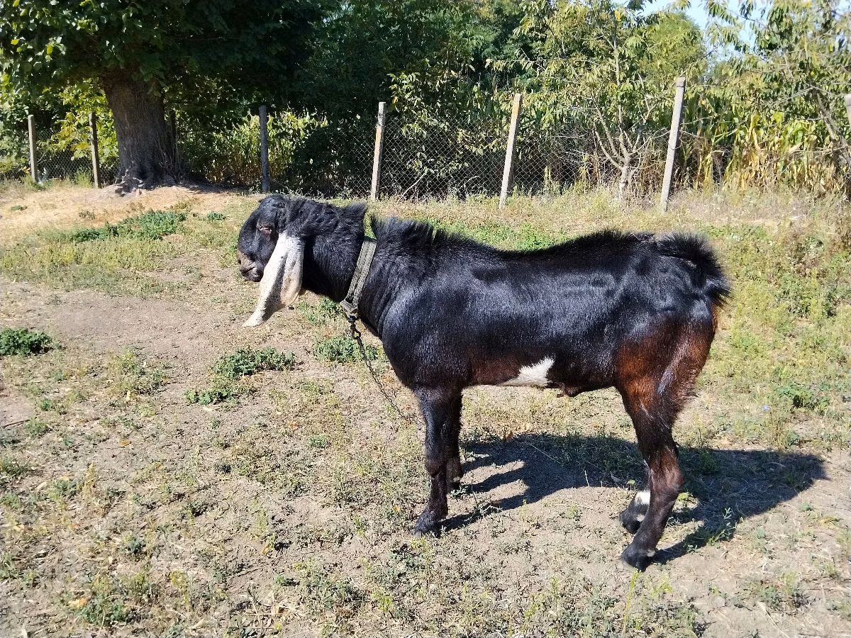 Nubian Goat