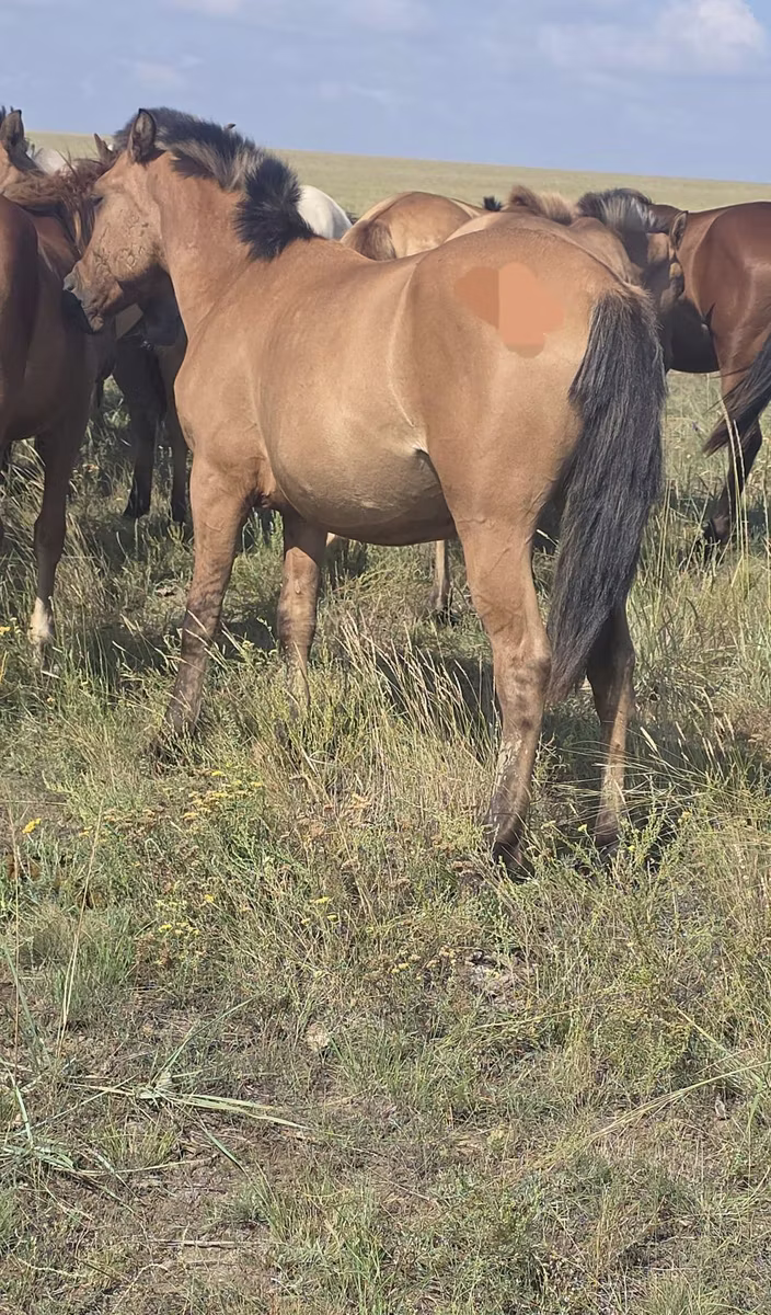Mugalzhar horse