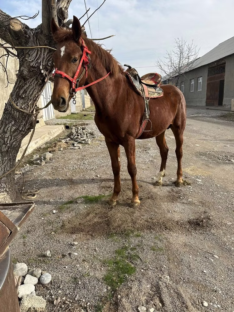 Kazakh horse
