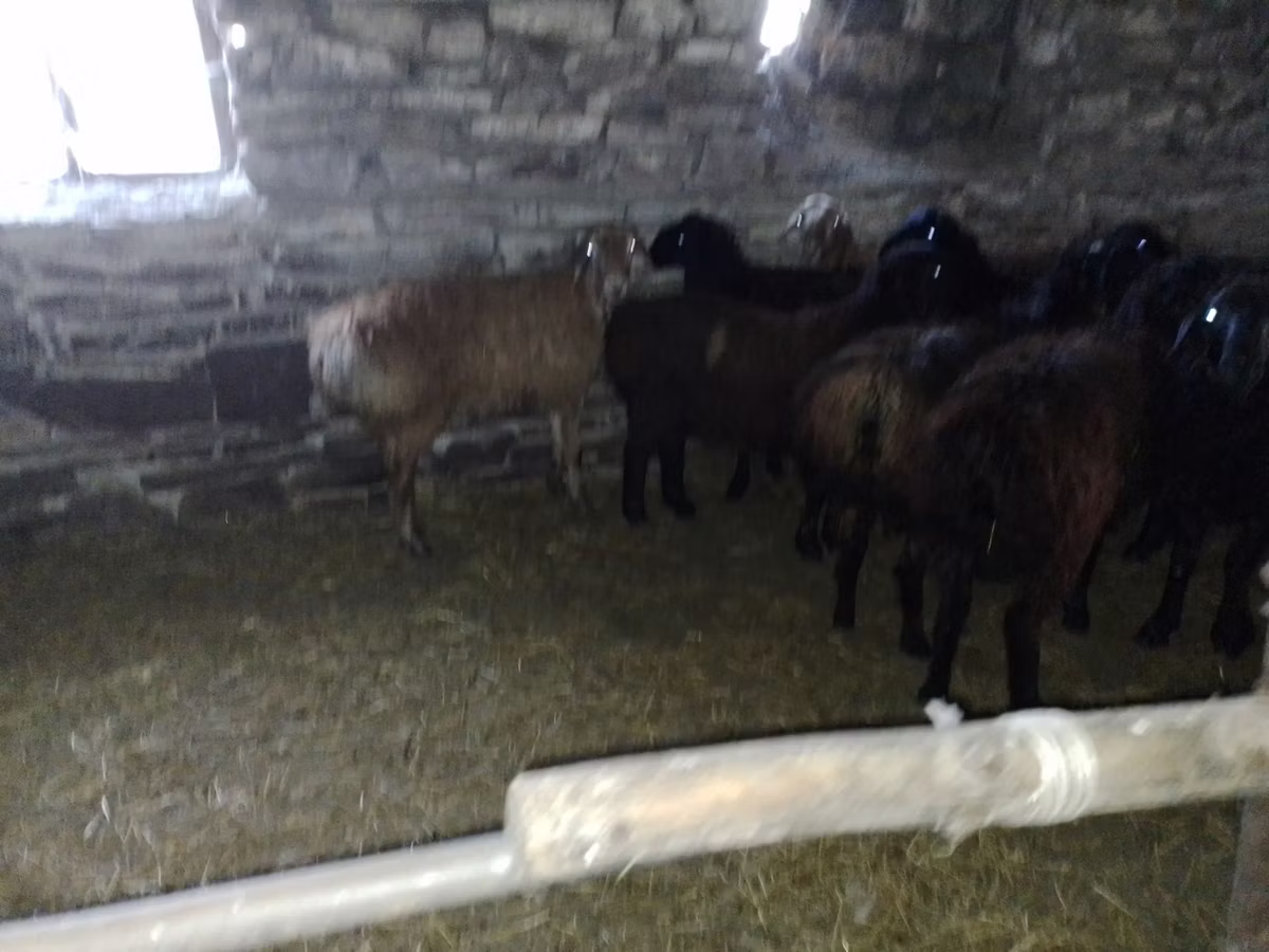 Edilbay sheep