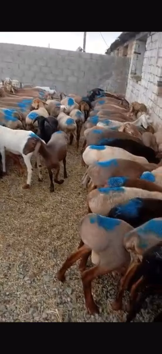 Rhon sheep