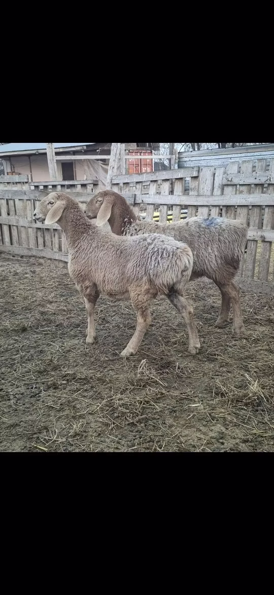 Arashan sheep