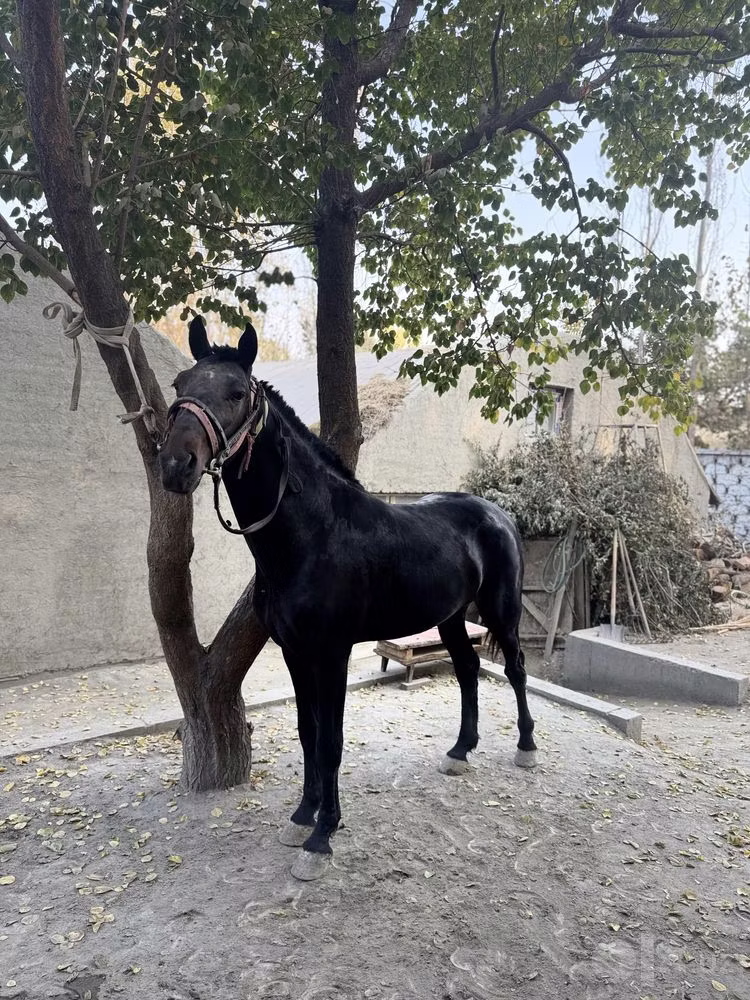 Kyrgyz Horse