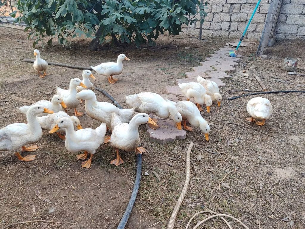 Amerikan Pekin