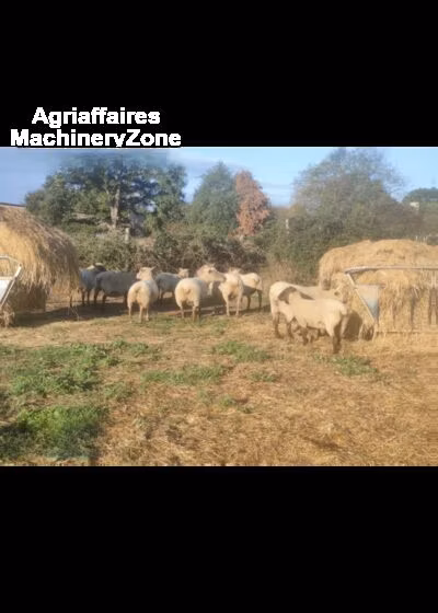 Vendee sheep