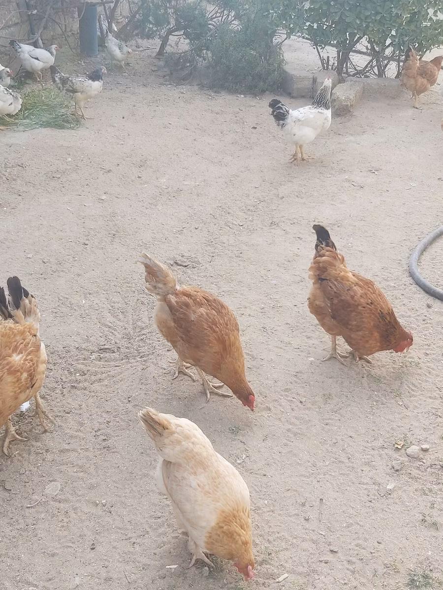 Şimal Hollandiya Mavi