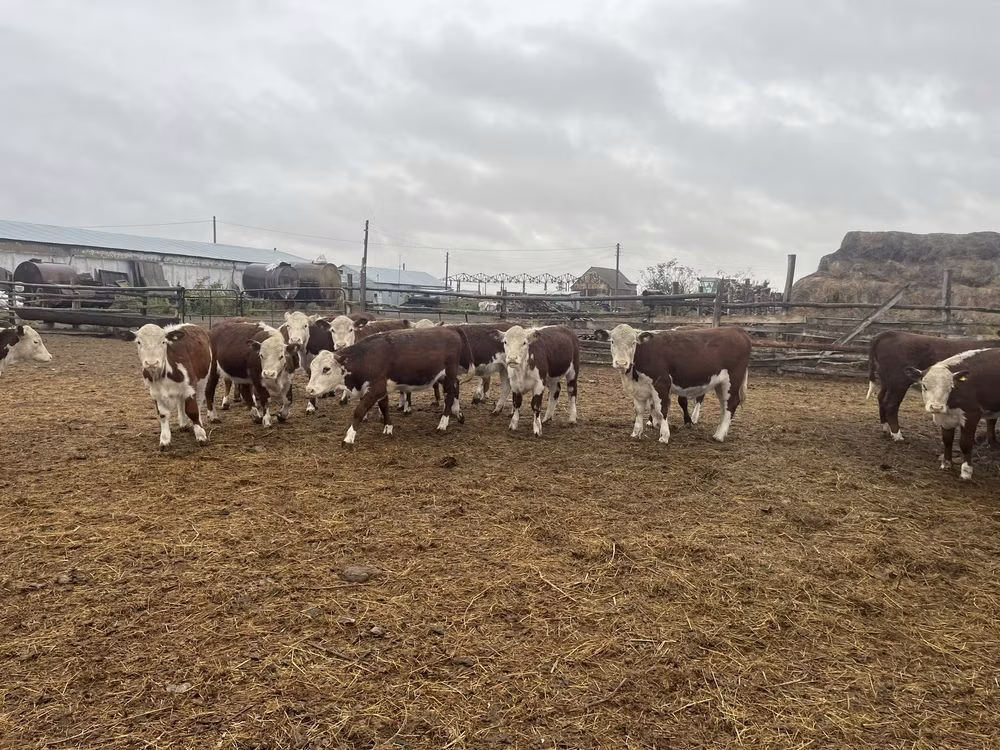 Vaca branca de cabeça kazakh