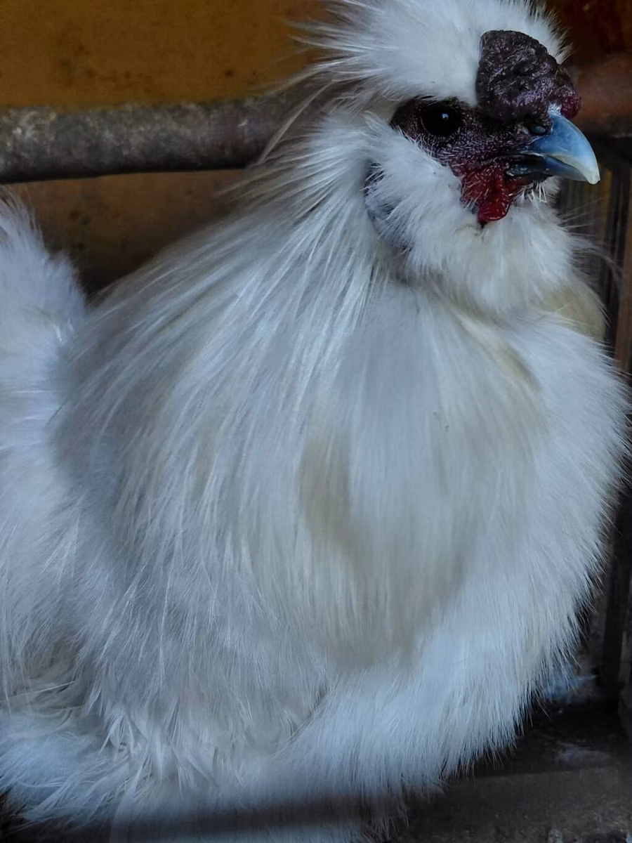 Silkie