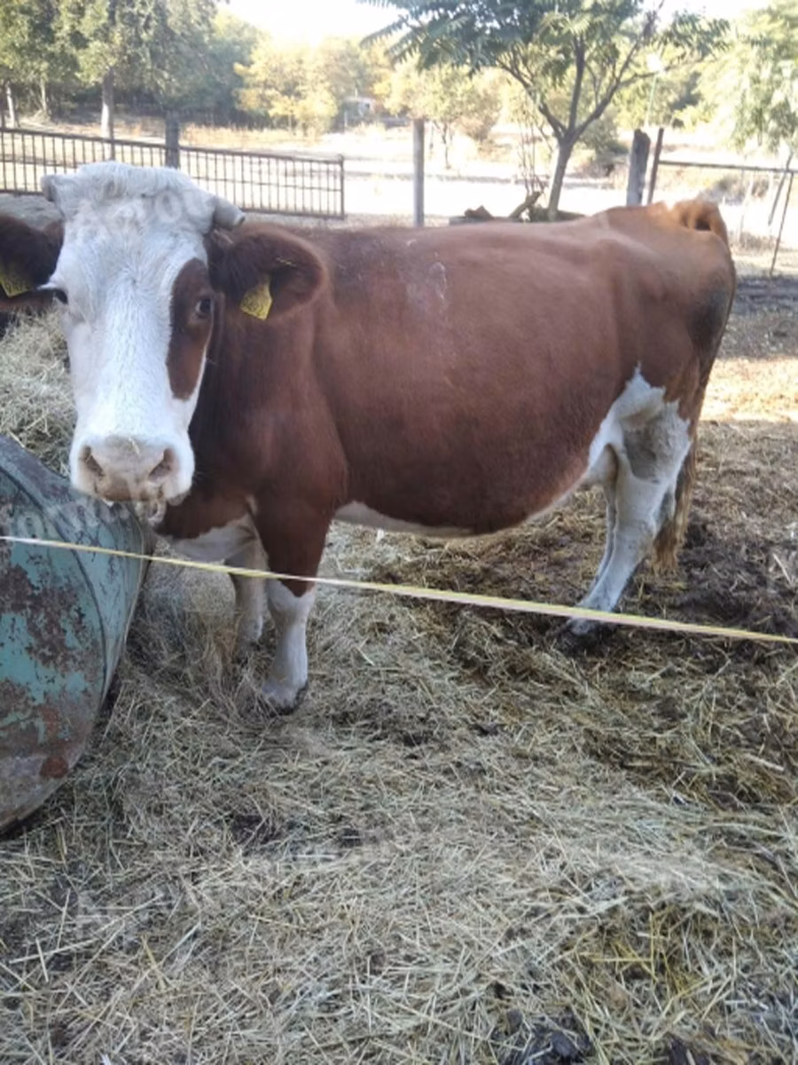 Simmental cattle