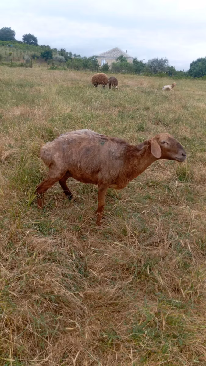Kazakh meat-wool sheep