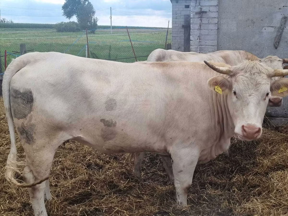 Charolais cattle