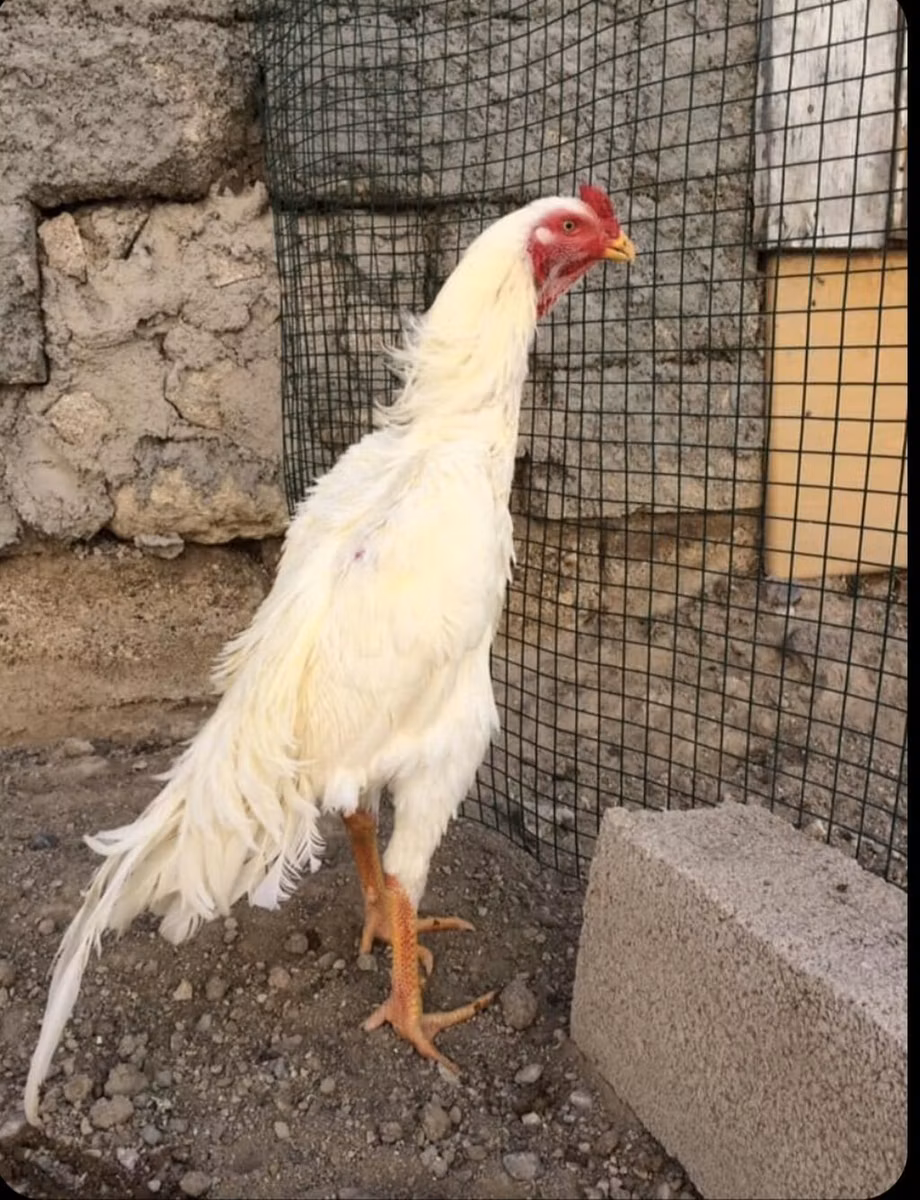 Malay döyüşçü