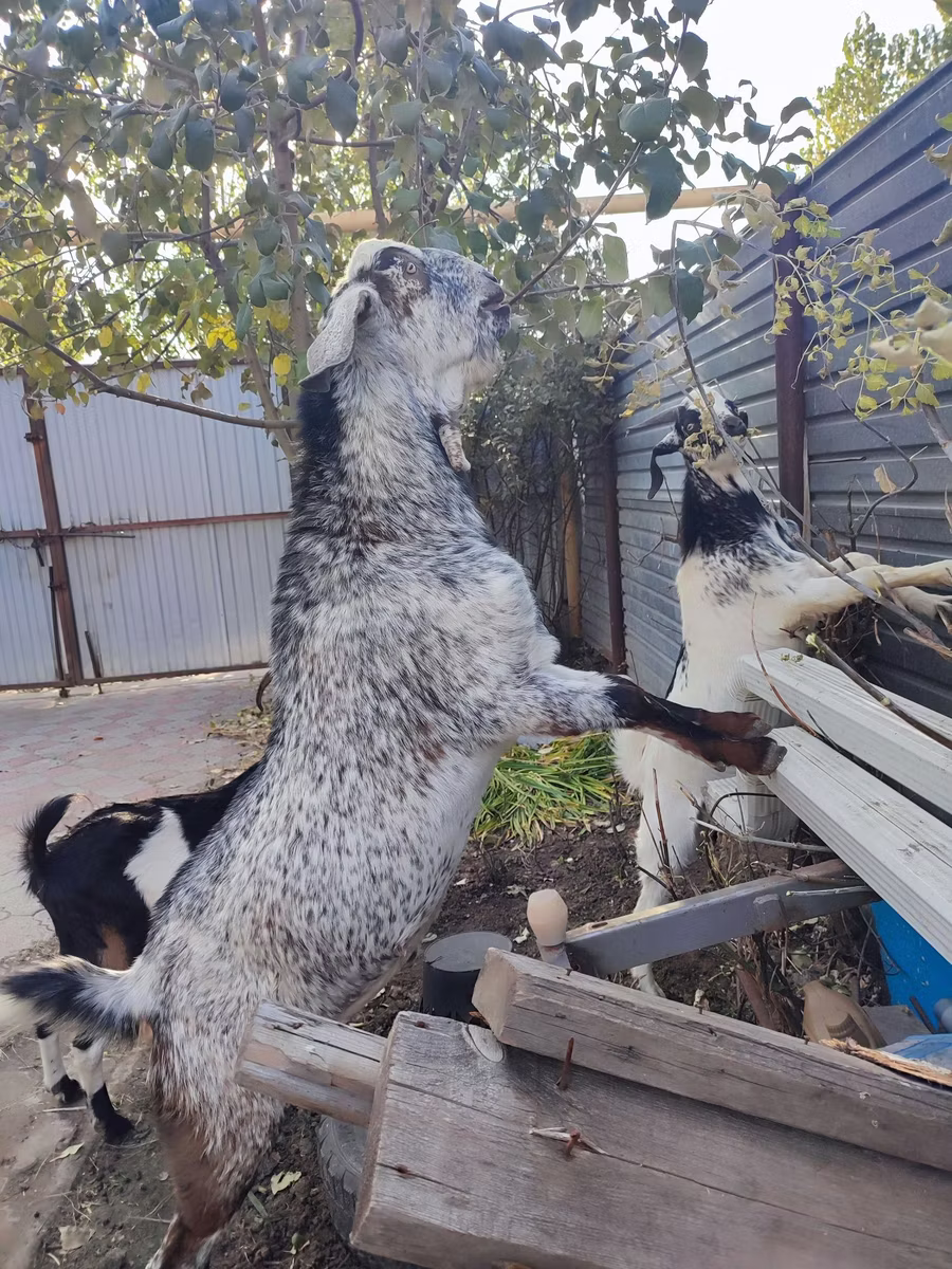 Kamori goats