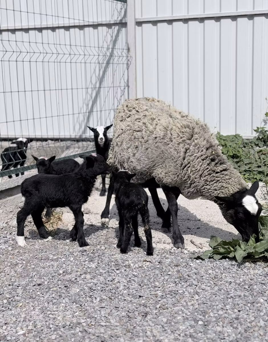 Romanov sheep