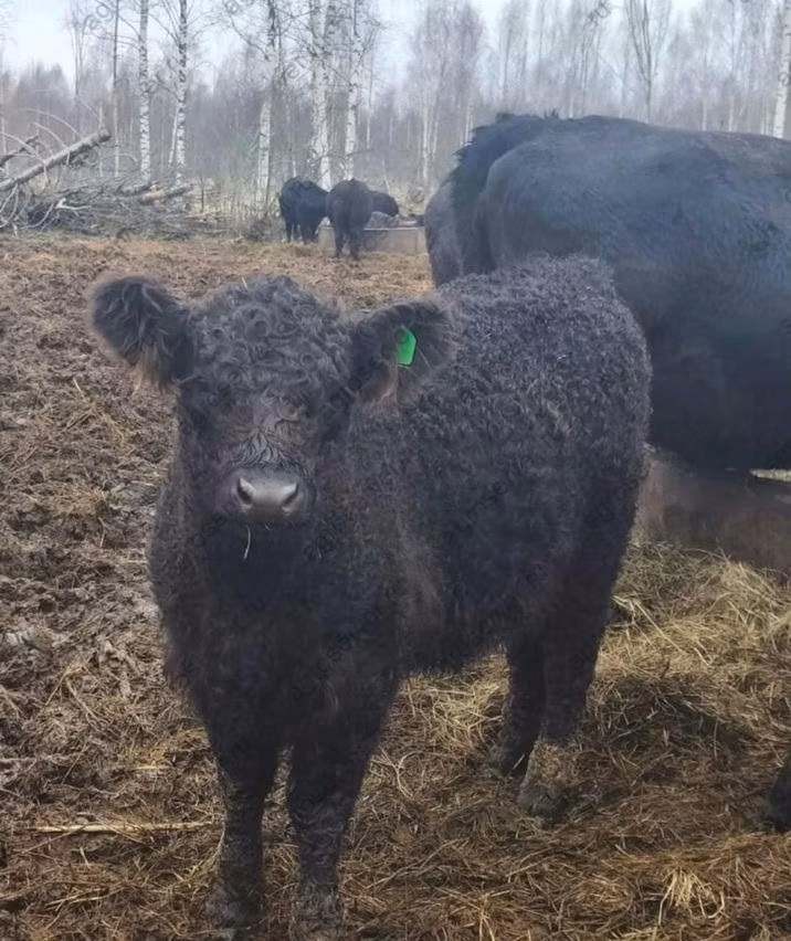 Vaca Galloway