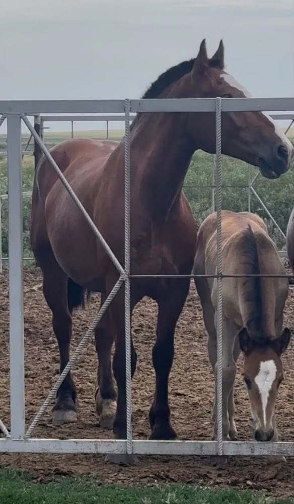 Percheron