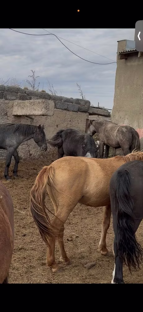 Horse breed
