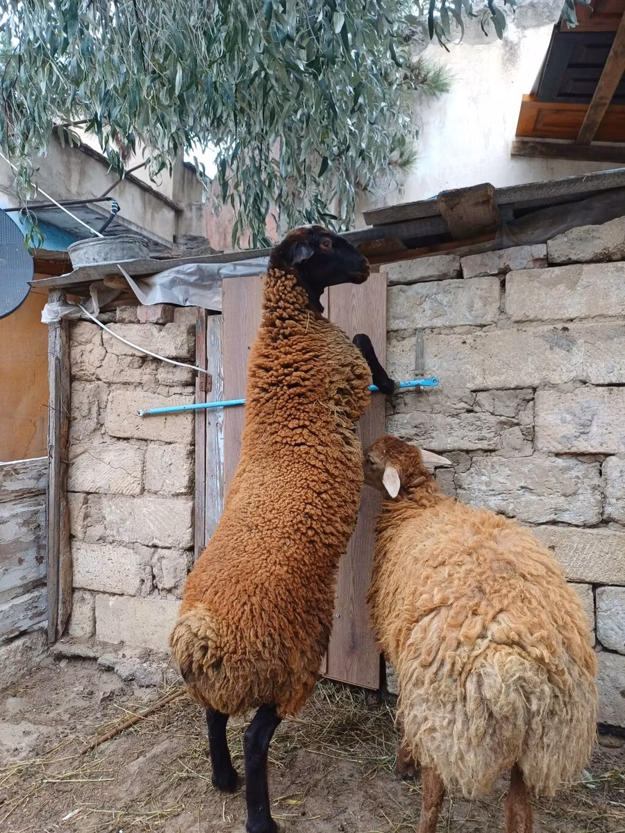 Blackheaded Persian sheep