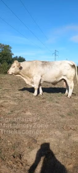 Charolais cattle