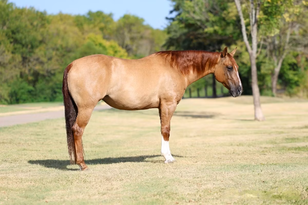 Quarter Horse