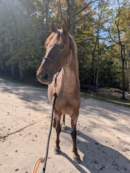Palomino