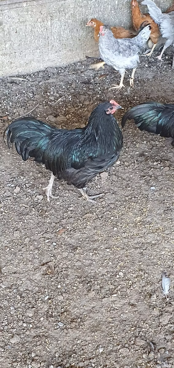 Avstraliya Pit Game quşu