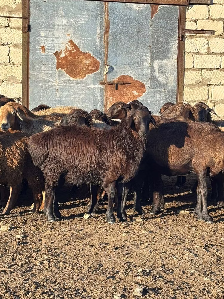 Edilbay sheep