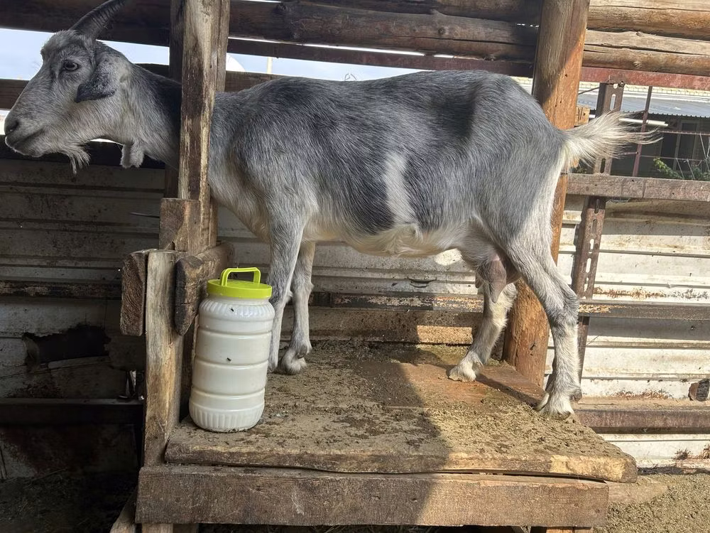 Alpine goat