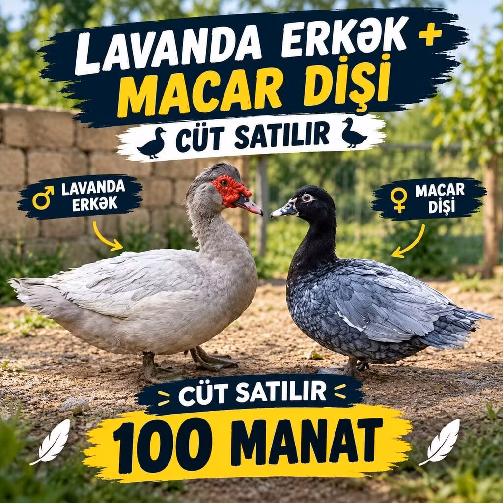 domácí kachna pižmová