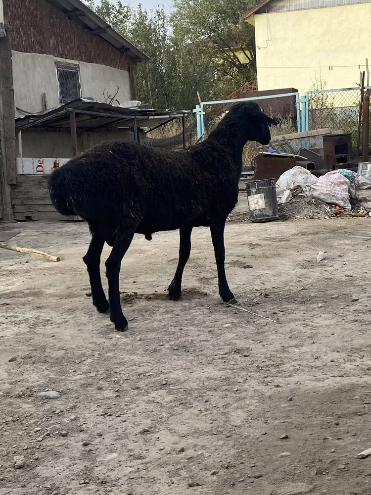 Hissar sheep