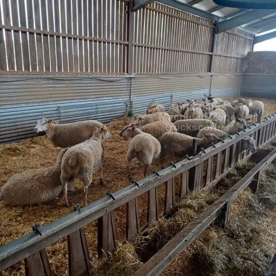 Rouge de l’Ouest sheep