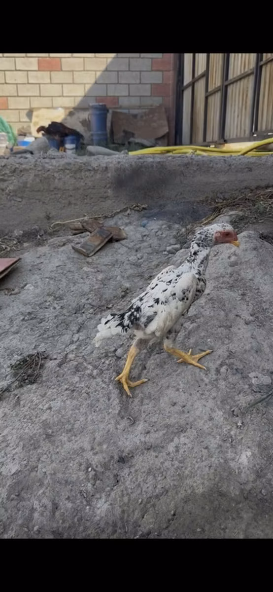 Shamo chickens