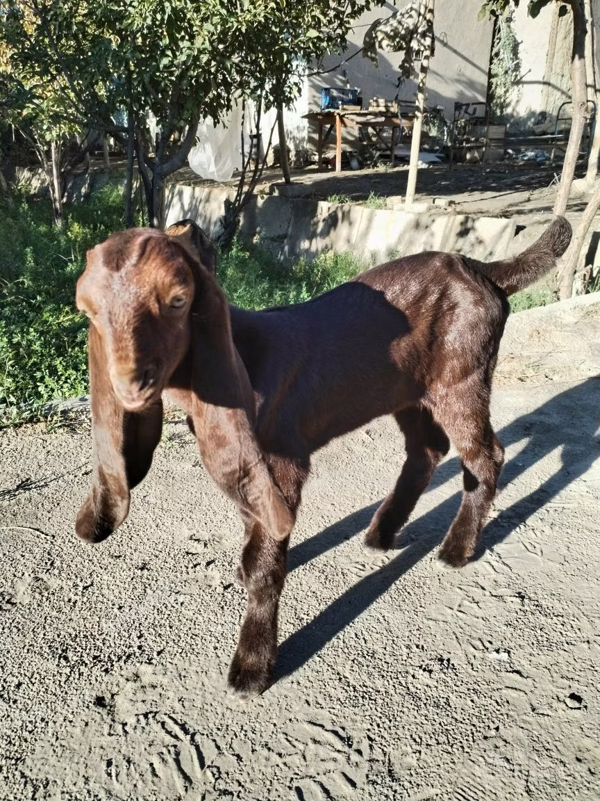 Kamori goats