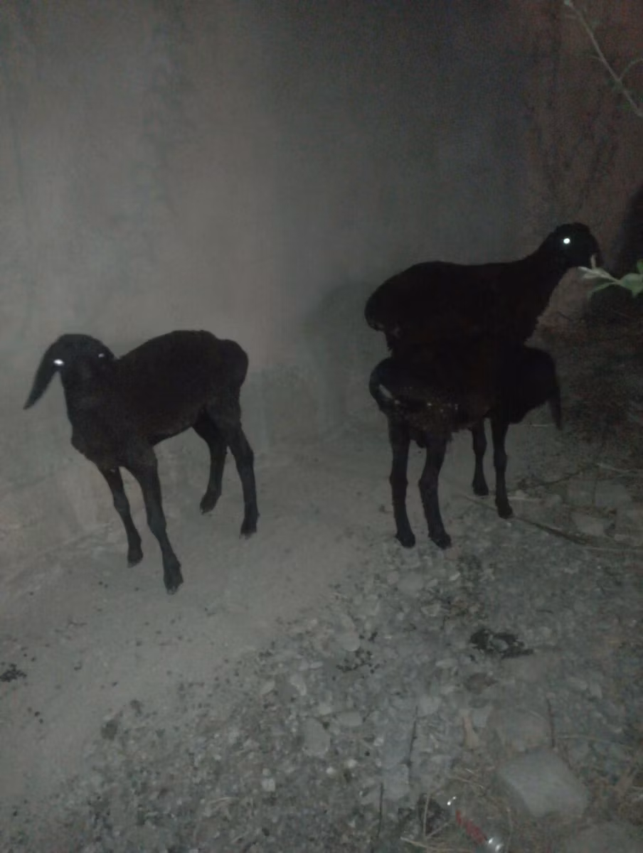 Karakul sheep