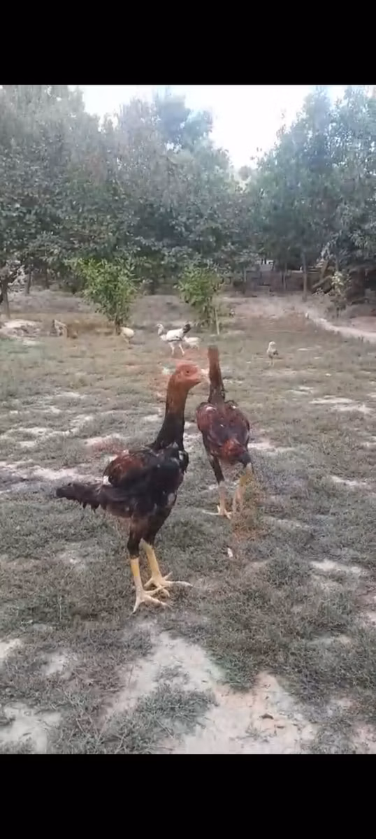 Malay döyüşçü