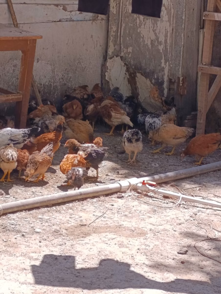 Czech Gold Brindled Hen