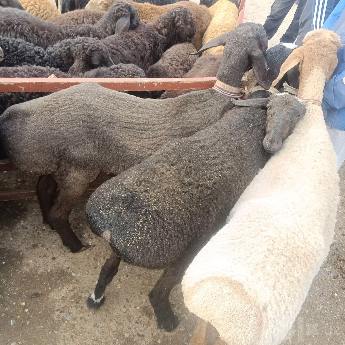 Edilbay sheep