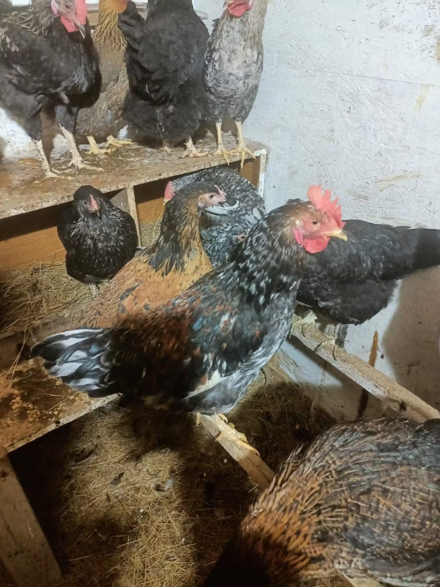 Brahma