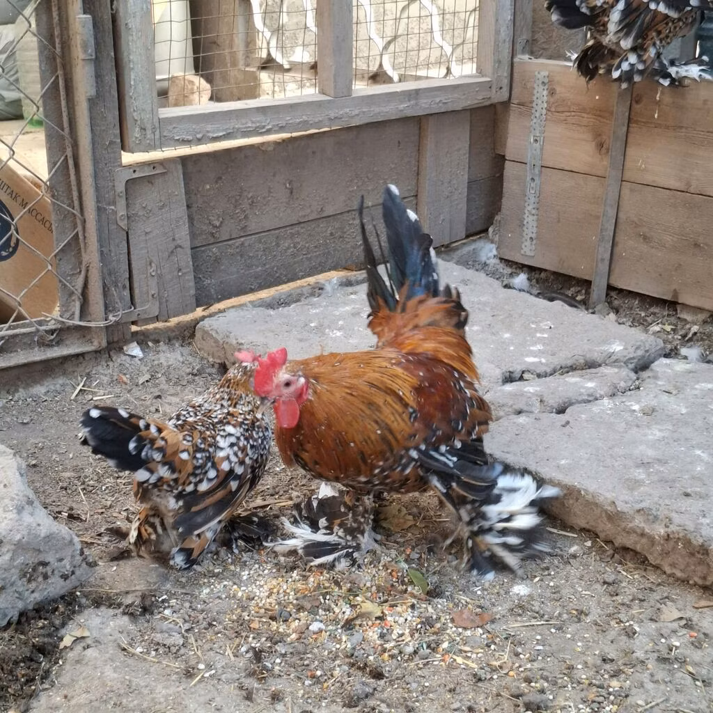 Bantam