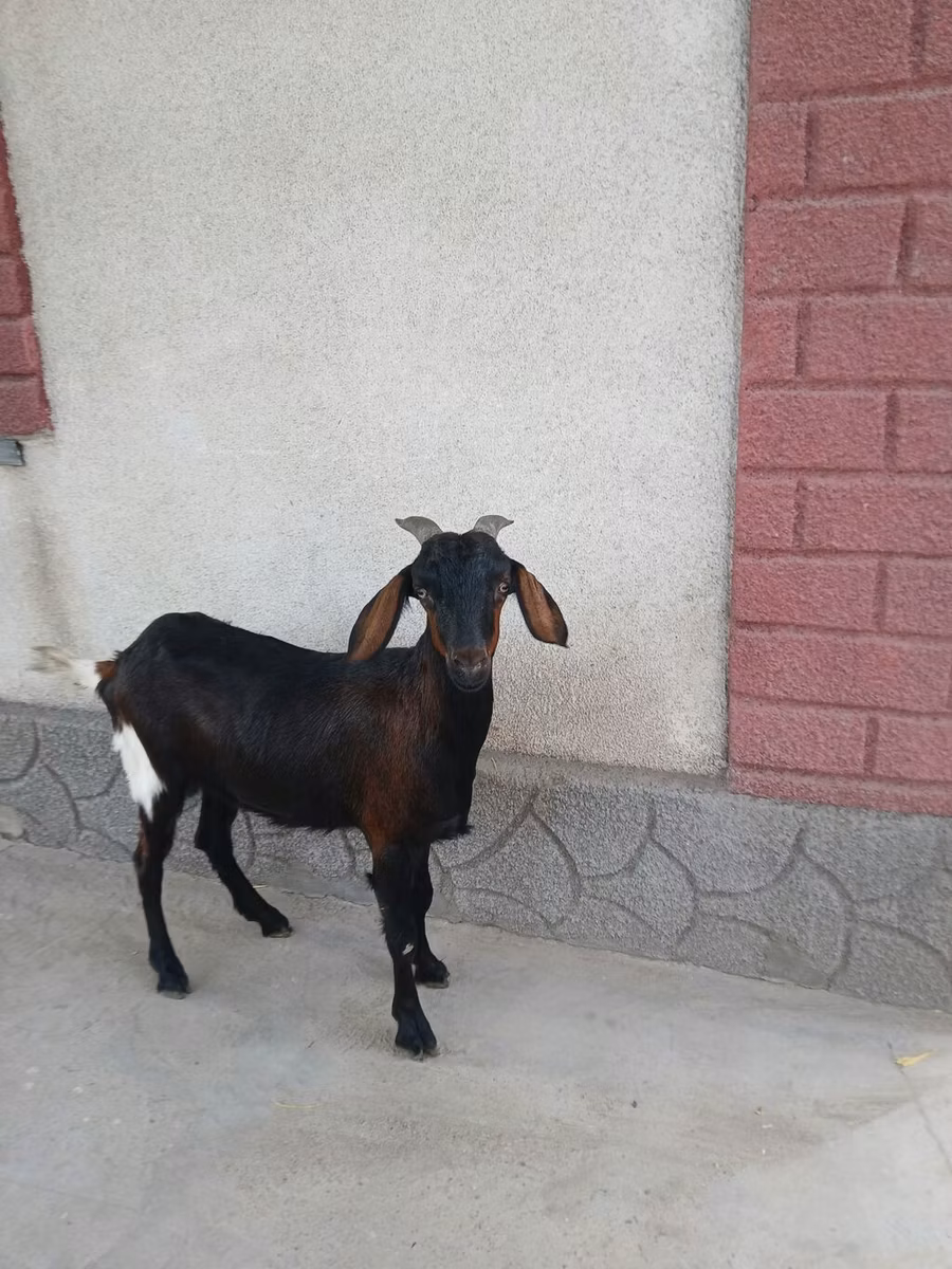 Nubian Goat