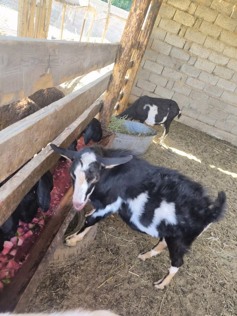 Alpine goat